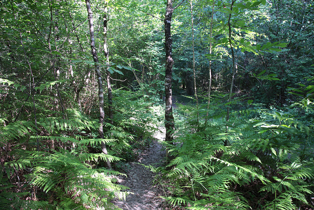 Het bos van Mervent-Vouvant