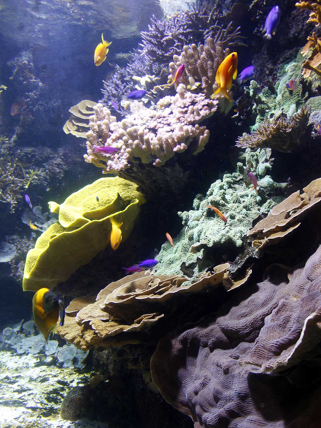 aquarium la rochelle