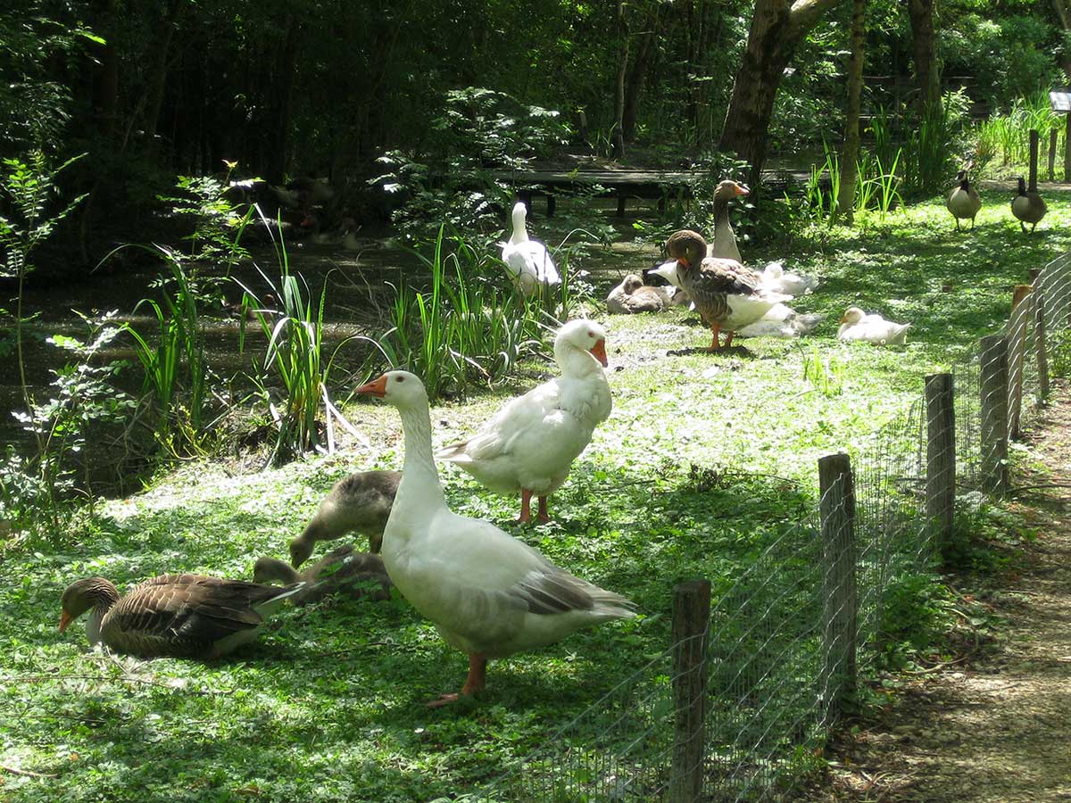 parc ornithologique Saint Hilaire le Palud