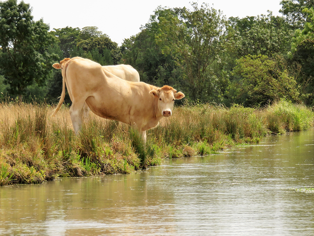 Vache du Marais Poitevin en Vendée 