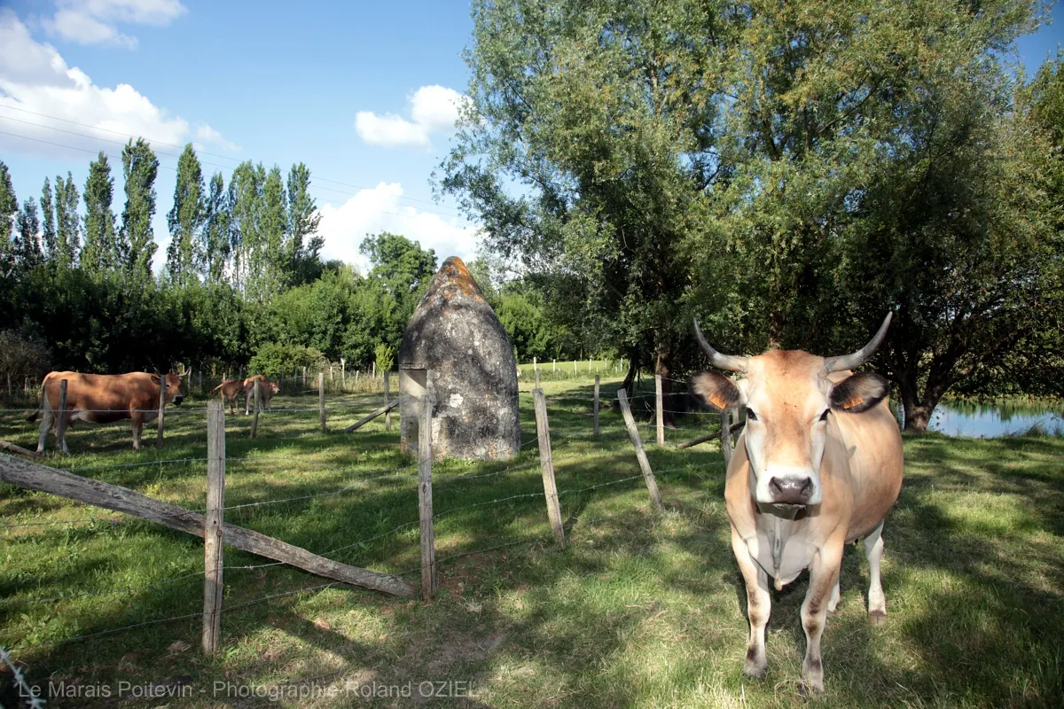 Vache dans un pré humide du Marais Poitevin