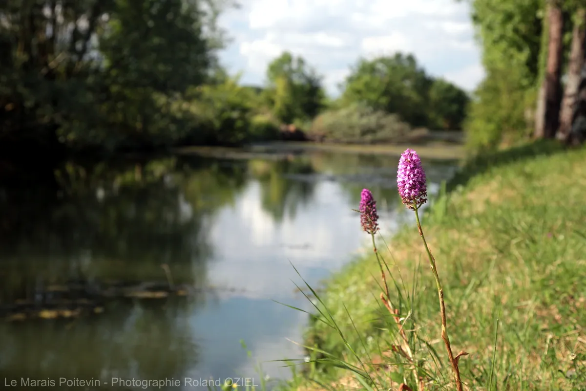 Orchidée sauvage poussant au bord d’un canal de marais