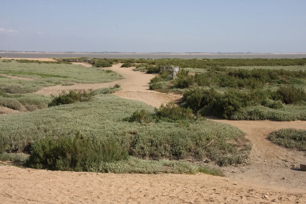 pointe de l'aiguillon, dune près du camping de l'ile cariot