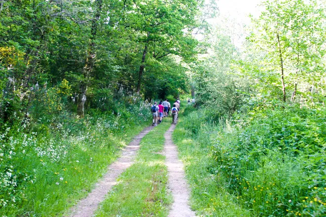 randonneur en groupe dans une foret